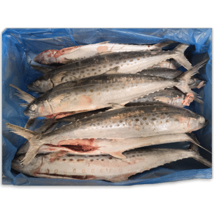 Delight Kingfish WG 900-1350g 10kg