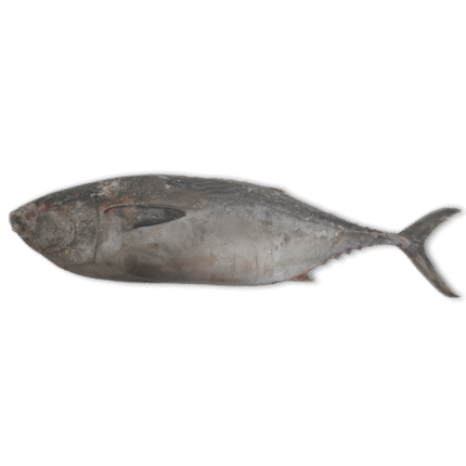 Little Tunny 1000-2000g  kg  Price: €4.90 / kg